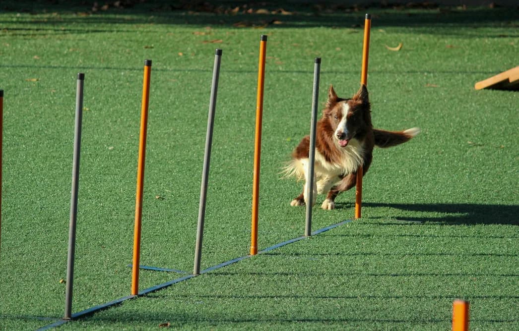 A border collie weaving through agility poles on a training field